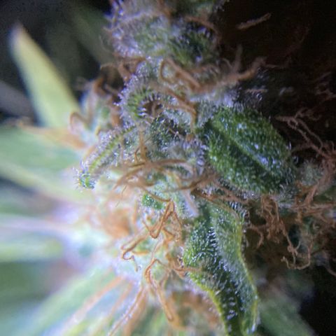 5 divas  growlog timeline photo