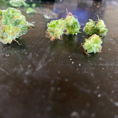 5 divas  growlog timeline photo