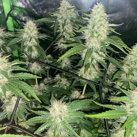 5 divas  growlog timeline photo