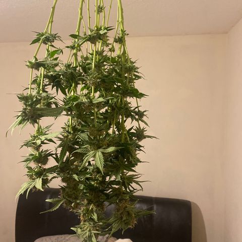 5 divas  growlog timeline photo