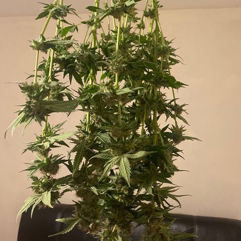 5 divas  growlog timeline photo