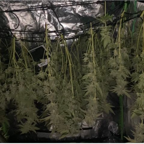 5 divas  growlog timeline photo