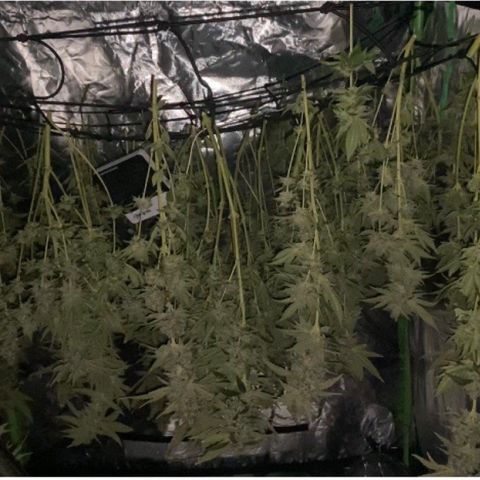 5 divas  growlog timeline photo