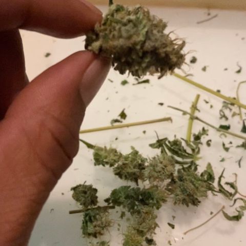 5 divas  growlog photo: Trimmed some lower buds