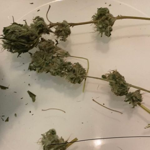 5 divas  growlog timeline photo