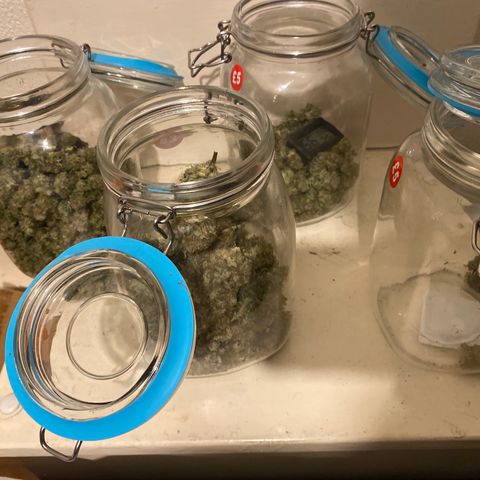 5 divas  growlog timeline photo
