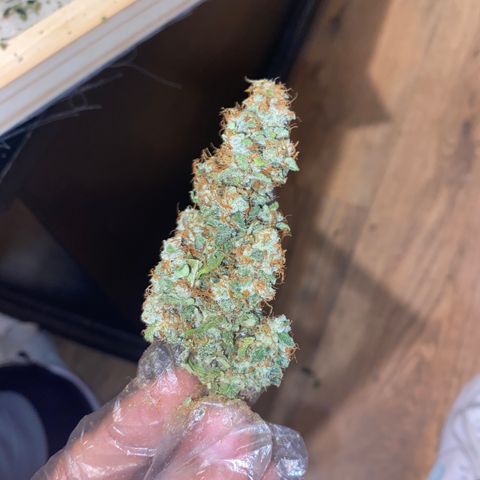 5 divas  growlog photo: Chopped down half the crop 
