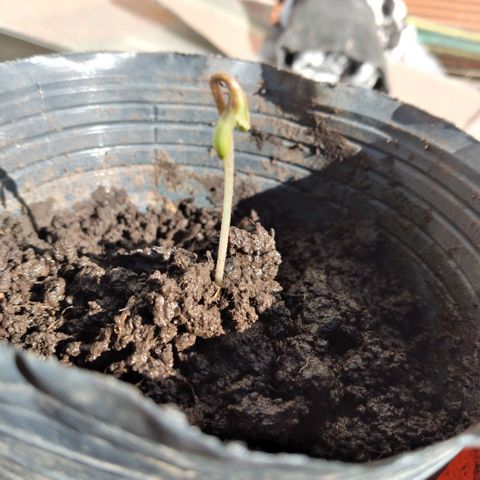 Genética desconocida growlog photo: Fue plantada el 9/5 y sale a la luz del sol el 13/5