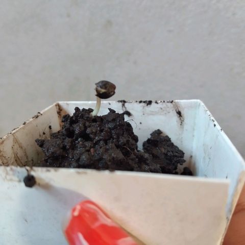Genética desconocida growlog photo: Plantada unos días después que la anterior en la misma ma o era, transplantada hoy 13/5, se queda dentro de casa donde no llegue la luz del sol