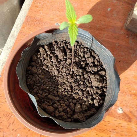 Genética desconocida growlog timeline photo