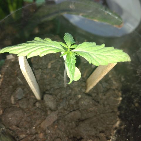Genética desconocida growlog photo: Las hojas se empiezan a inclinar para abajo 