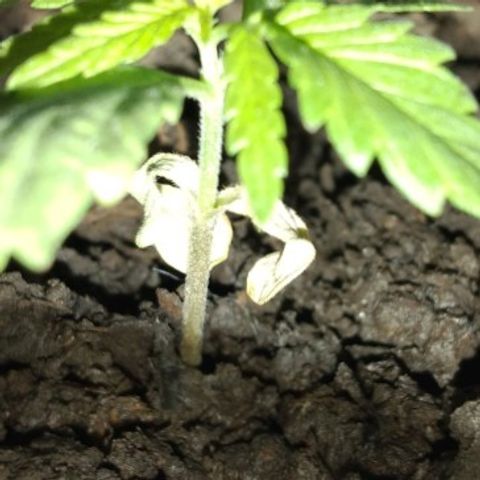 Genética desconocida growlog photo: Las hojas de abajo se fueron secando, las puntas de las hojas más grandes también. Pero sigue creciendo.