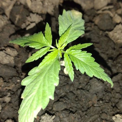 Genética desconocida growlog photo: Las hojas de abajo se fueron secando, las puntas de las hojas más grandes también. Pero sigue creciendo.
