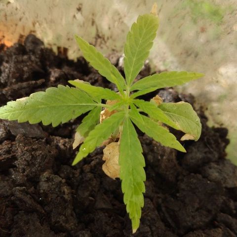 Genética desconocida growlog timeline photo