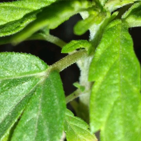 Genética desconocida growlog photo: La planta está feliz últimamente, sus hojas se ven muy bien. Se acercan nuevas hojas.