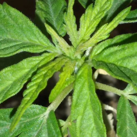 Genética desconocida growlog photo: La planta está feliz últimamente, sus hojas se ven muy bien. Se acercan nuevas hojas.