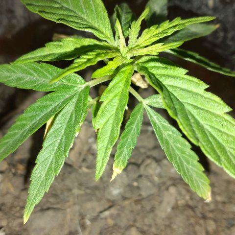 Genética desconocida growlog photo: La planta está feliz últimamente, sus hojas se ven muy bien. Se acercan nuevas hojas.