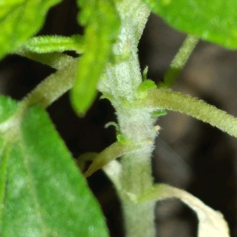 Genética desconocida growlog photo: La planta está feliz últimamente, sus hojas se ven muy bien. Se acercan nuevas hojas.
