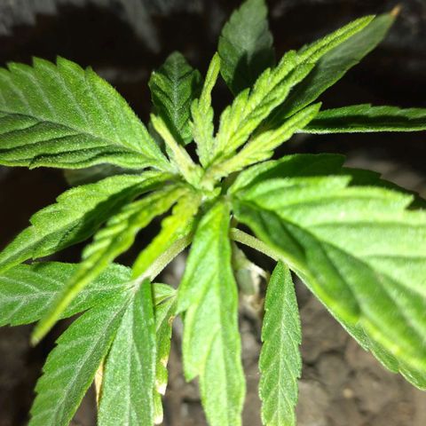 Genética desconocida growlog photo: La planta está feliz últimamente, sus hojas se ven muy bien. Se acercan nuevas hojas.