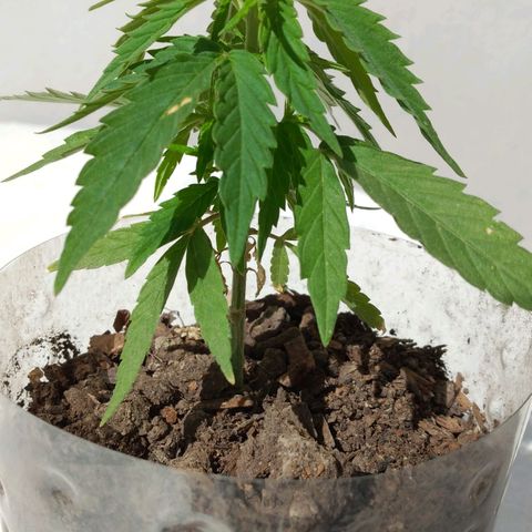 Genética desconocida growlog timeline photo