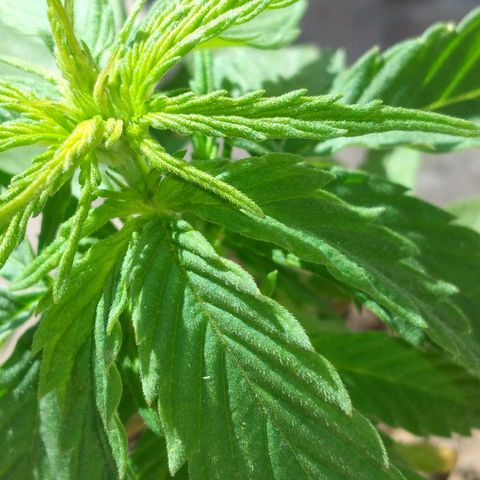 Genética desconocida growlog timeline photo