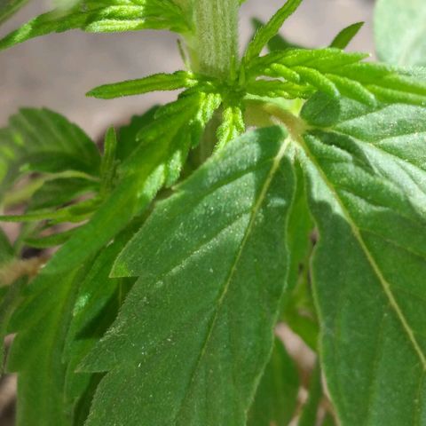 Genética desconocida growlog timeline photo