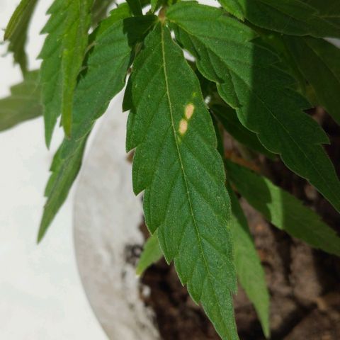 Genética desconocida growlog timeline photo