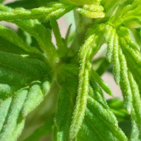 Genética desconocida growlog timeline photo