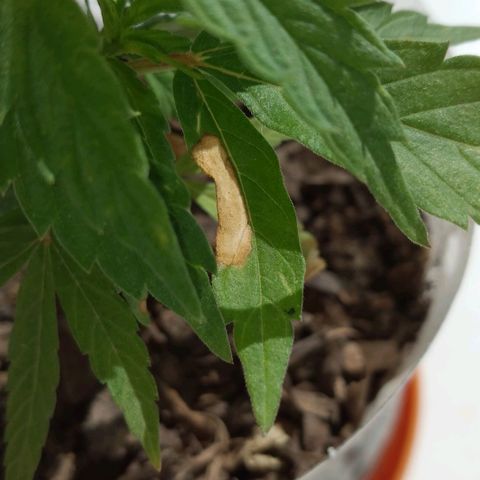 Genética desconocida growlog timeline photo