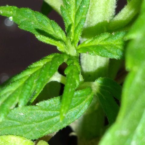 Genética desconocida growlog timeline photo