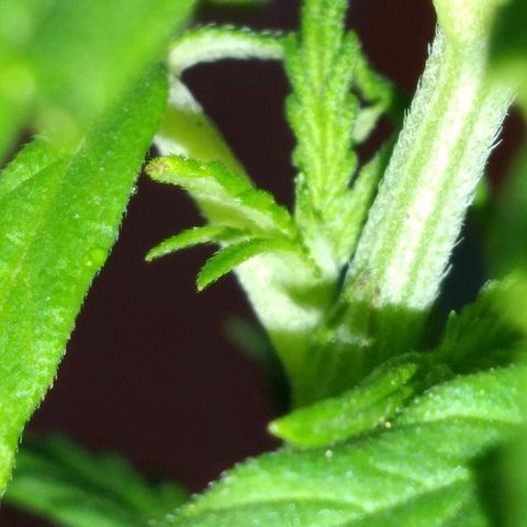 Genética desconocida growlog timeline photo