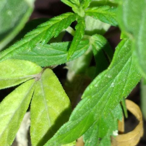 Genética desconocida growlog timeline photo