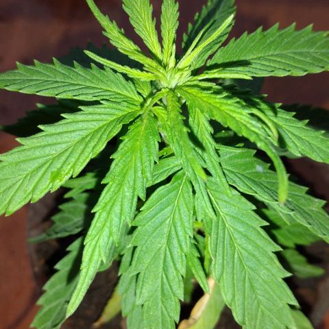 Genética desconocida growlog timeline photo