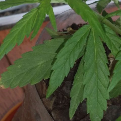 Genética desconocida growlog timeline photo