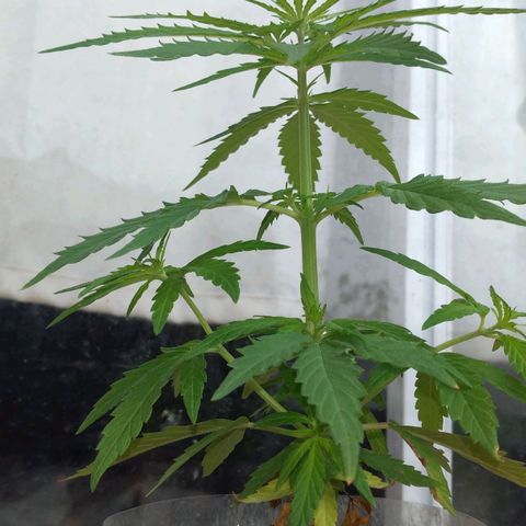 Genética desconocida growlog timeline photo