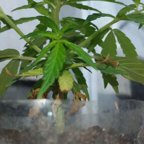 Genética desconocida growlog timeline photo