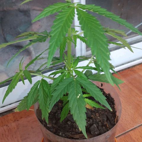Genética desconocida growlog timeline photo