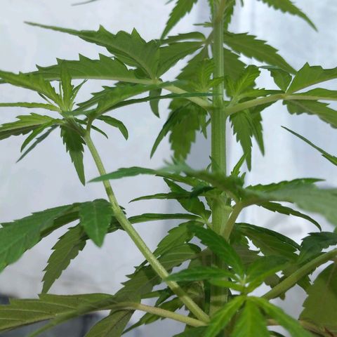 Genética desconocida growlog timeline photo