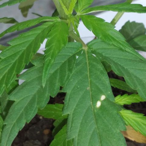 Genética desconocida growlog timeline photo