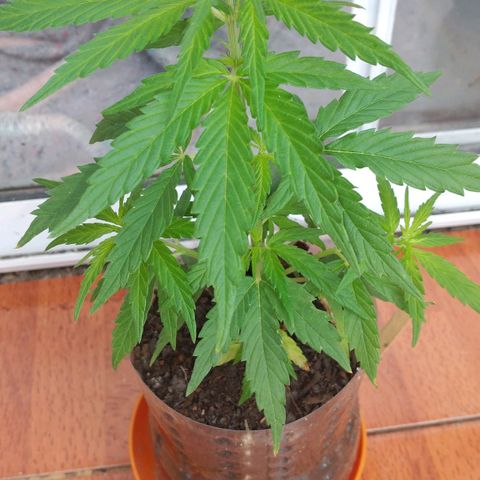 Genética desconocida growlog timeline photo