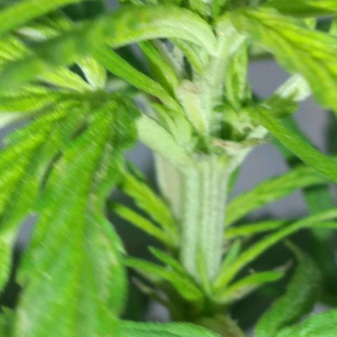 Genética desconocida growlog timeline photo