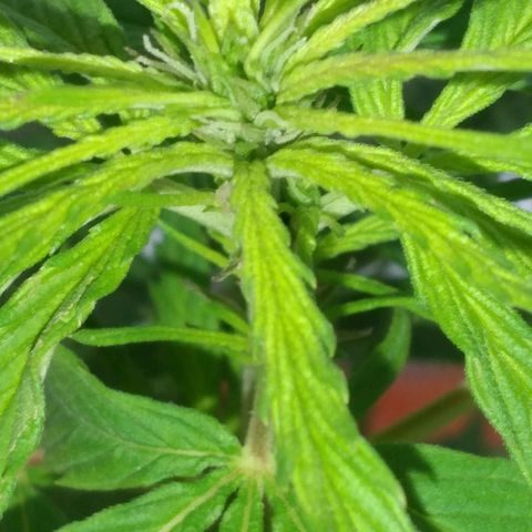 Genética desconocida growlog timeline photo