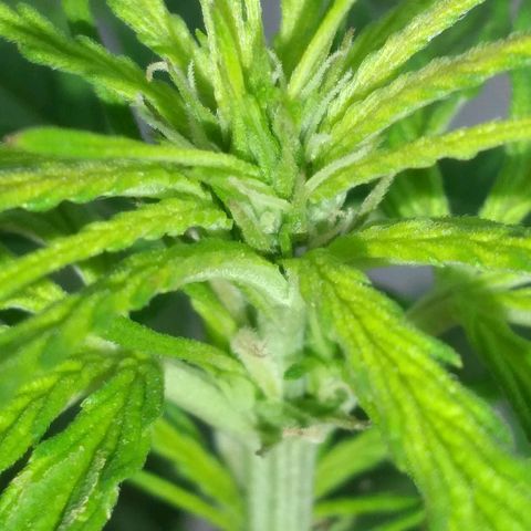 Genética desconocida growlog timeline photo