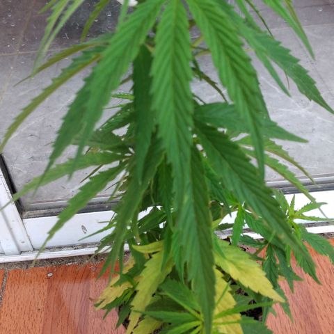 Genética desconocida growlog timeline photo