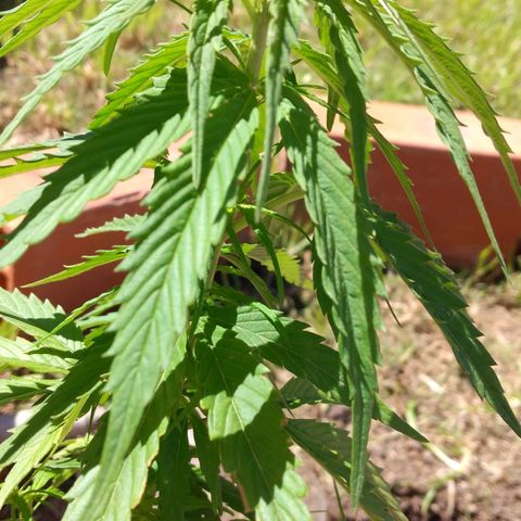 Genética desconocida growlog timeline photo