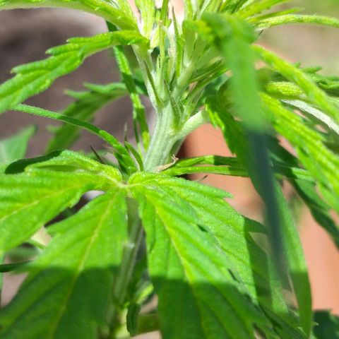 Genética desconocida growlog timeline photo