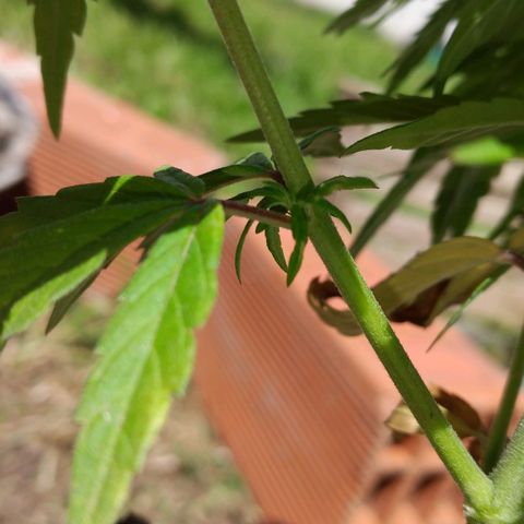 Genética desconocida growlog timeline photo