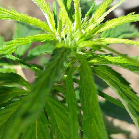 Genética desconocida growlog timeline photo
