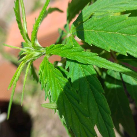 Genética desconocida growlog timeline photo