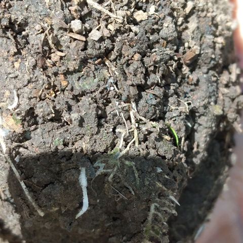 Genética desconocida growlog timeline photo